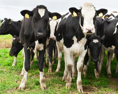 meraklı holstein inek sürüsü