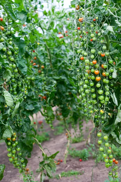 Körsbärstomater i ett växthus — Stockfoto