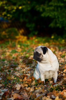 sonbahar arasında oturan pug köpek bırakır