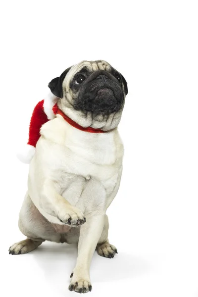 Pug manis di topi Natal Santa — Stok Foto