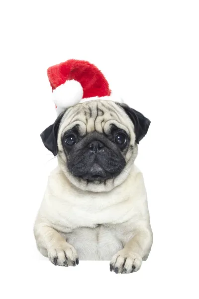 Portret voor een pug dog in een kerstman hoed — Stockfoto