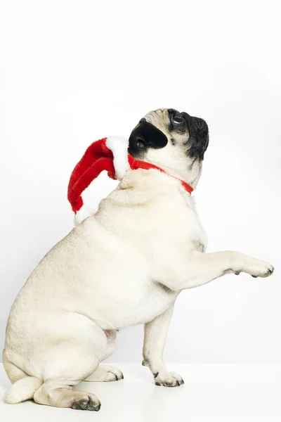 Pug cão com um chapéu de Papai Noel — Fotografia de Stock