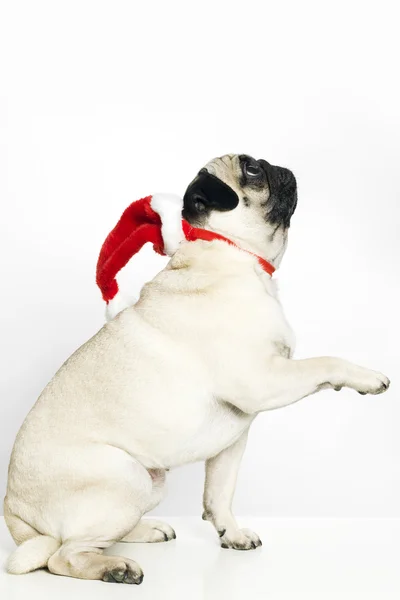 Mops pes s santa claus klobouk — Stock fotografie