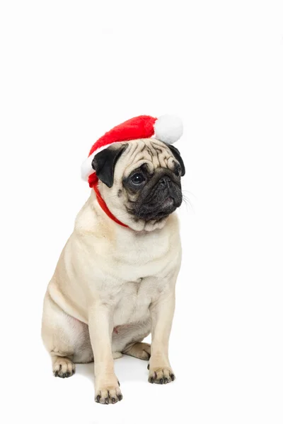 Schattig pug dragen een rode kerstmuts — Stockfoto
