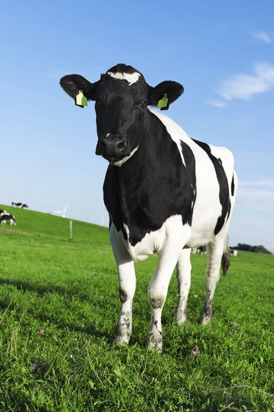 Vache friésienne Holstein noire et blanche — Photo