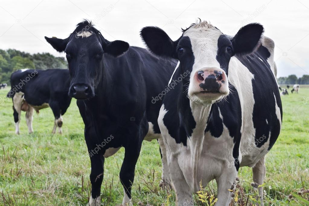 Curious Holstein cows