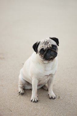 plajda otururken pug