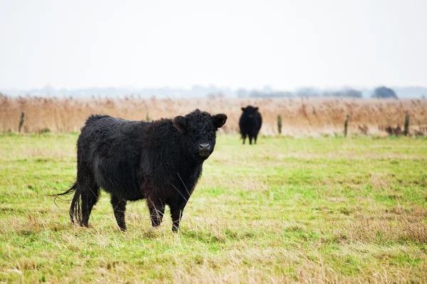 Galloway boskap på fältet Stockbild