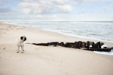 Kumsalda pug