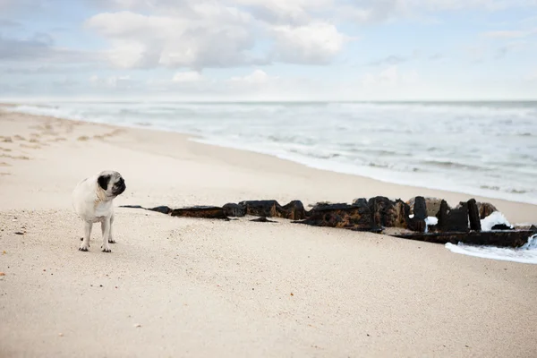 Pug op strand — Stockfoto