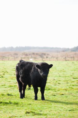 çimenli alan derisindeki