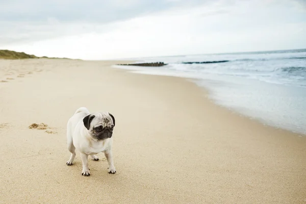 Kumsalda pug — Stok fotoğraf