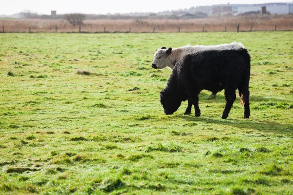 奶牛在田里吃草 免版税图库图片
