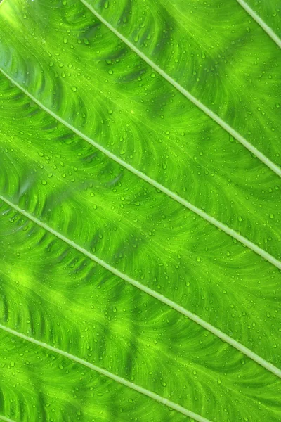 Textura de la hoja — Foto de Stock