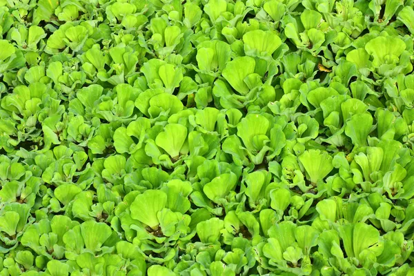 Leaf texture — Stock Photo, Image