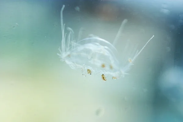 Пресноводная медуза — стоковое фото