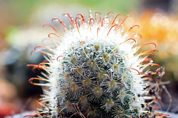 Cactus — Photo