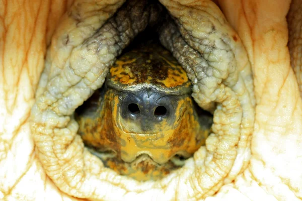 Turtle — Stock Photo, Image