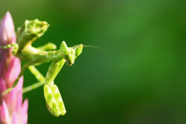 Mantis. — Fotografia de Stock