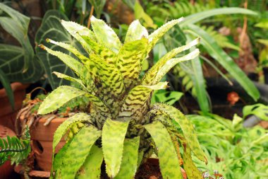 Bromeliad