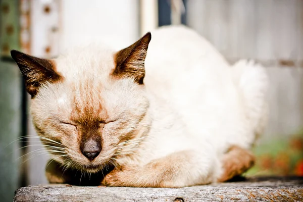 고양이 초상화 — 스톡 사진