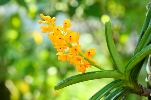 Wild orchid on summer — Stock Photo, Image