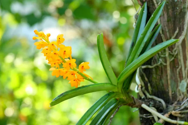 Wild orchid on summer — Stock Photo, Image