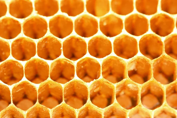 蜂蜜の櫛で — ストック写真