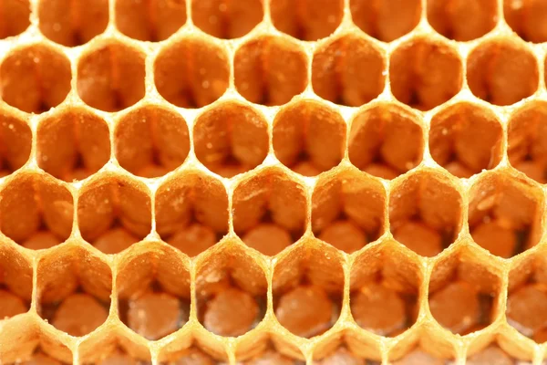 Honey in comb — Stock Photo, Image