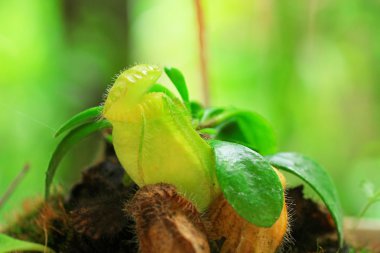 etobur bitkiler, cephalotus