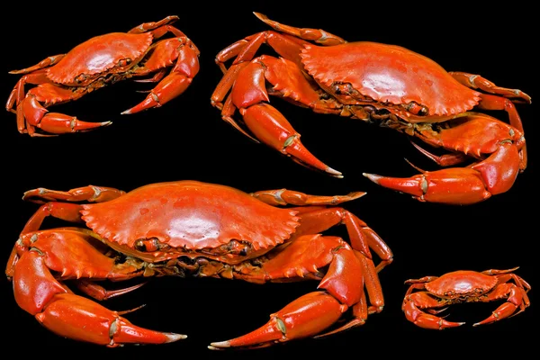 Steamed crab — Stock Photo, Image