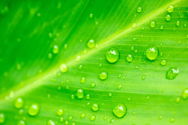 Folha verde — Fotografia de Stock