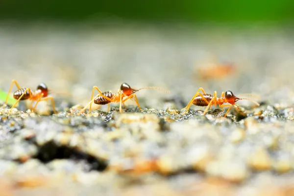 Soldier termite — Stock Photo, Image