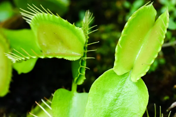 Venus mosca trampa — Foto de Stock