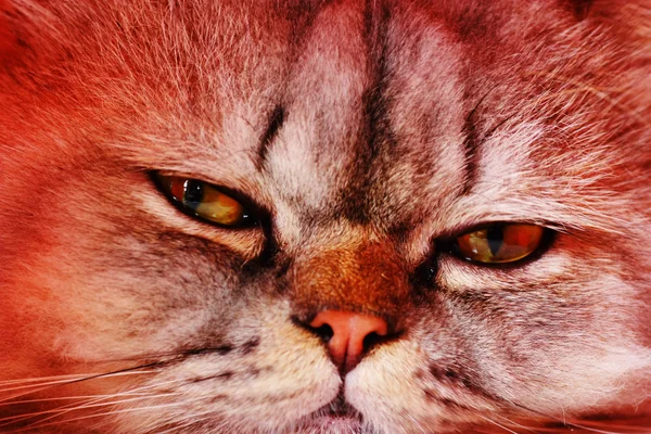 초상화 아름 다운 고양이 — 스톡 사진