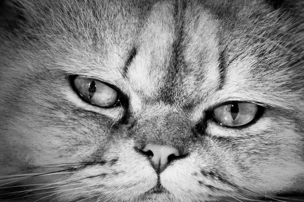 肖像只漂亮的猫 — 图库照片