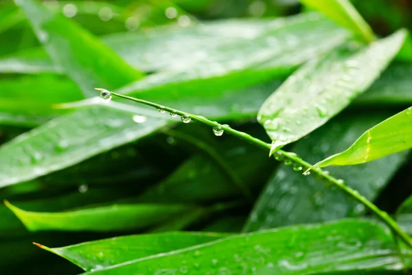 Hoja verde — Foto de Stock