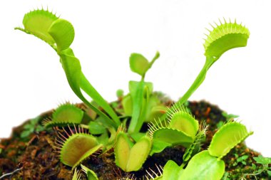 Venüs Sinek kapanı