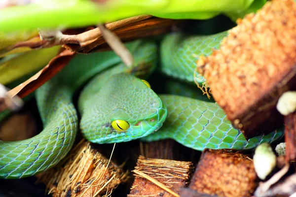 Serpiente —  Fotos de Stock