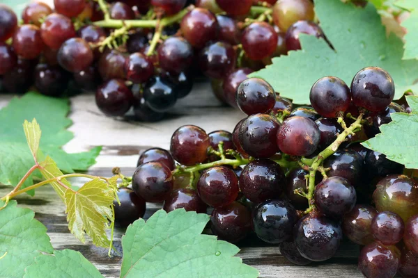 Vinho tinto e uvas — Fotografia de Stock