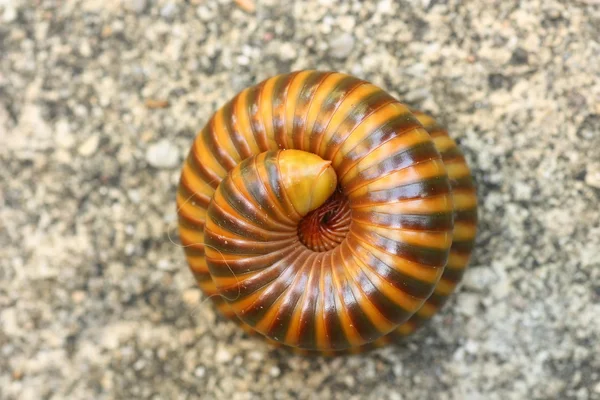 Millipedes — Stock Photo, Image