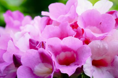 güzel Menekşe sarımsak sarmaşık çiçeği