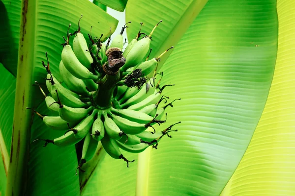 Árbol de plátano —  Fotos de Stock