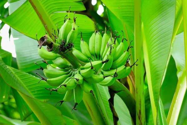 Árbol de plátano —  Fotos de Stock