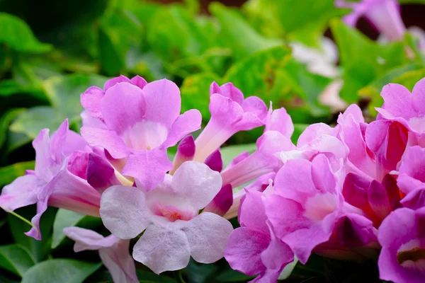 Красивый фиолетовый цветок чеснока — стоковое фото
