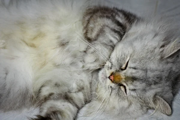 Gato gris — Foto de Stock