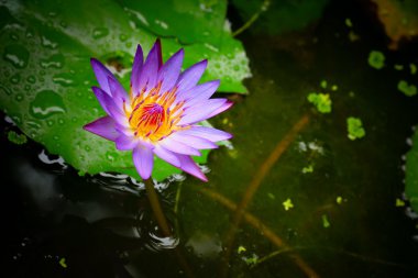 Lotus