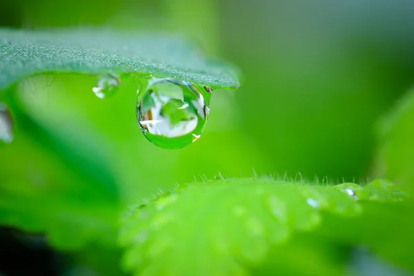 Groen blad — Stockfoto