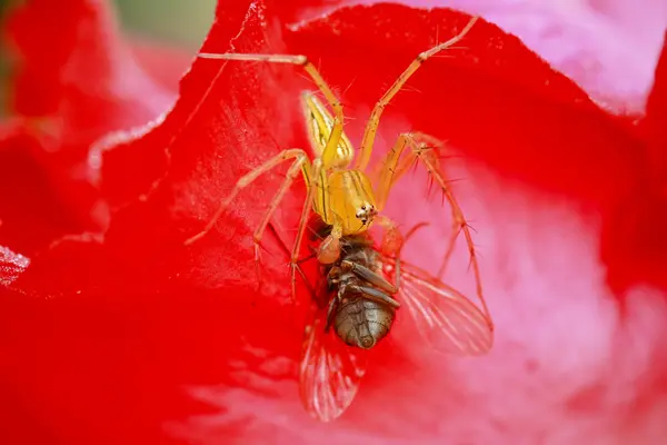 Pók étkezési fly — Stock Fotó