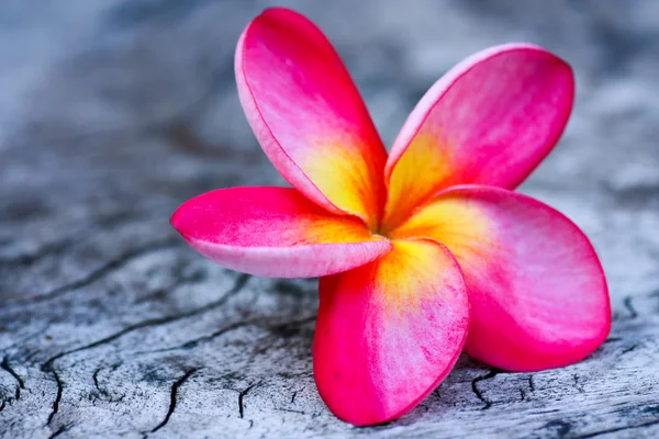 Plumeria — Foto Stock